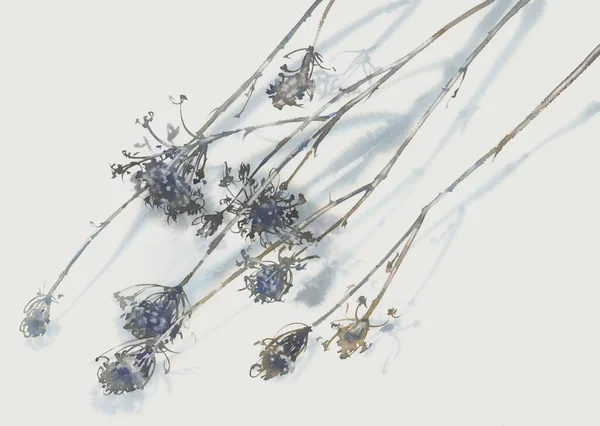 Dried Flower Shadow White Watercolor Background Winter Illustration Imágenes de stock libres de derechos