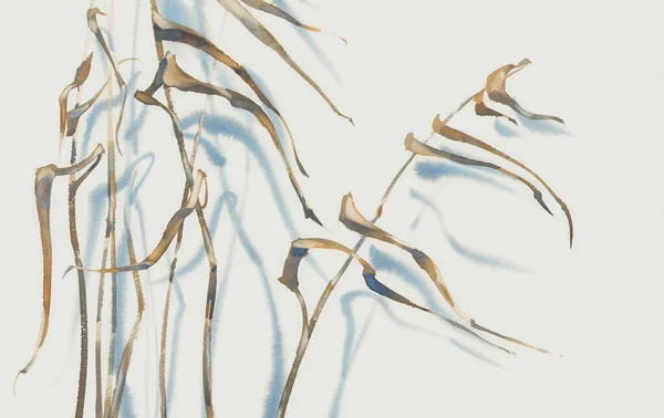 Dried Vater Grass Shadow White Watercolor Background Winter Illustration Fotos de stock