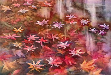 Japanese maple leaves in water watercolor background. Autumn illustration clipart