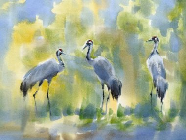 Bahar aylarında suluboya arazide üç vinç. Kuş çizimi