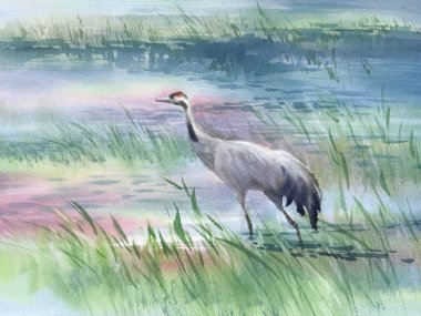 Bahar suluboya manzarasında sulak arazide bir vinç. Kuş çizimi