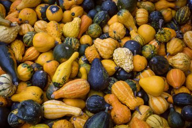 Ludwigsburg, Almanya 'daki balkabağı festivalinde çeşitli süs kabakları ve balkabakları satışa sunuldu.