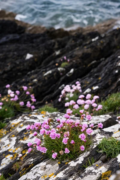 Pink Sea Thrift Flowers Armeria Maritima Growing Rugged Ciffs Atlantic — Stock Photo, Image