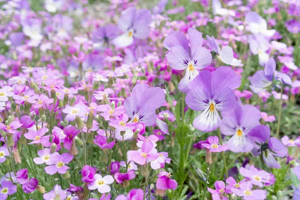 在夏日的花园子里 紫色的窗花和粉色的淡忘了我的花 图库照片