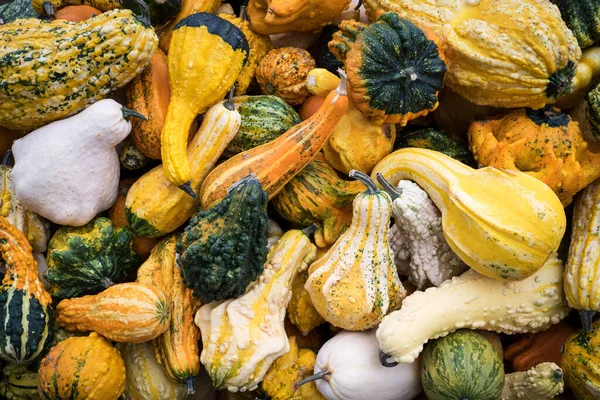 Odmiany Kolorowych Dyń Ozdobnych Jesiennym Festiwalu Dyń — Zdjęcie stockowe