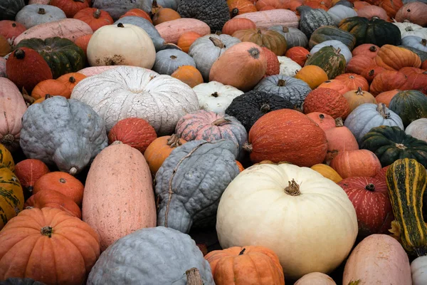 ドイツのルドウィヒスブルクで秋のカボチャフェスティバルで展示されているカラフルなヒロームカボチャの品種 — ストック写真