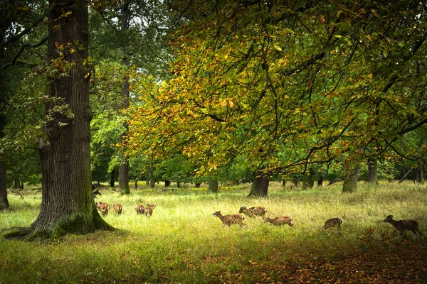 德国路德维斯堡Schloss Favorite公园前猎场的野生动物保护区 图库图片