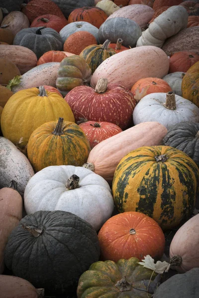 Colorful Display Heirloom Varieties Pumpkins Squashes Fall Pumpkin Festival Ludwigsburg Stock Image