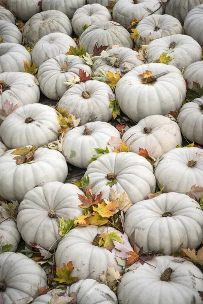 ドイツのルドウィッグスバーグの秋のカボチャフェスティバルで秋の葉が展示されているホワイトゴーストヒロームカボチャ ロイヤリティフリーのストック写真