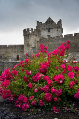 Red roses growing in front of Cahir castle in county Tipperary, Ireland - one of the largest and best-preserved Irish castles. clipart