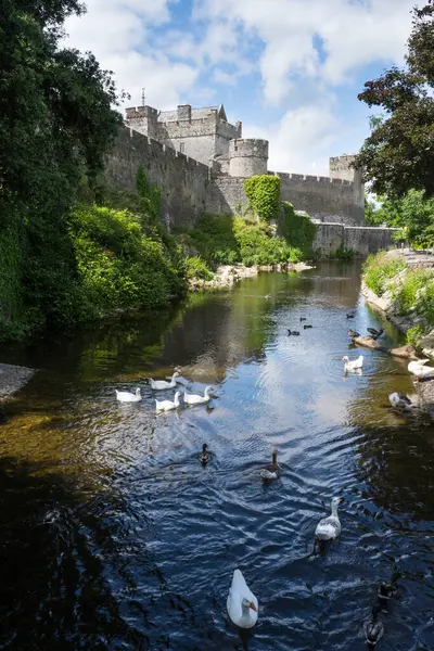 White Geese Ducks Swimming River Suir Front Cahir Castle County — Stock Photo, Image
