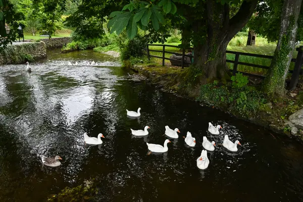White Geese Swimming River Suir Front Cahir Castle County Tipperary Royalty Free Stock Images