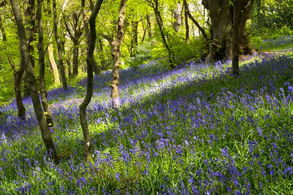 英国蓝铃花覆盖了森林地面 爱尔兰 图库照片