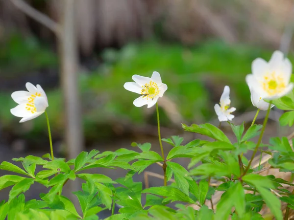 Blooming Windflower Forest Floor Shallow Depth Field Sunlight — Stock Photo, Image