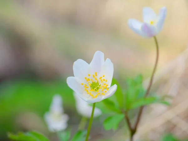 Blooming Windflower Standing Itself Forest Floor Shallow Depth Field Sunlight — Stock Photo, Image