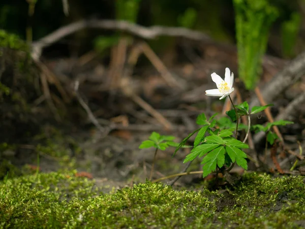 Çiçek Açan Rüzgâr Çiçeği Tek Başına Orman Zemininde Duruyor Gün — Stok fotoğraf