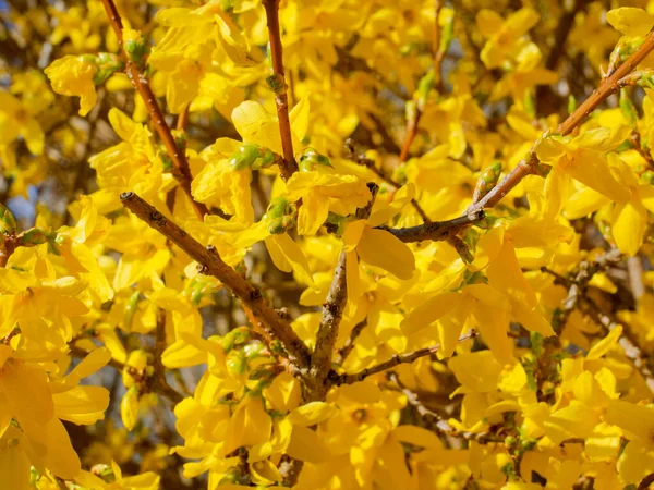 Forythia Koreana Con Hermosas Flores Amarillas Primavera — Foto de Stock