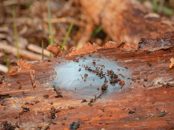 Sacos Ovos Aranha Close Escondidos Sob Pedaço Casca Pinheiros Chão — Fotografia de Stock