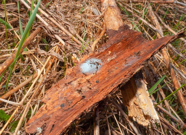 松の木や林床から樹皮の下に隠されたクモの卵嚢 — ストック写真
