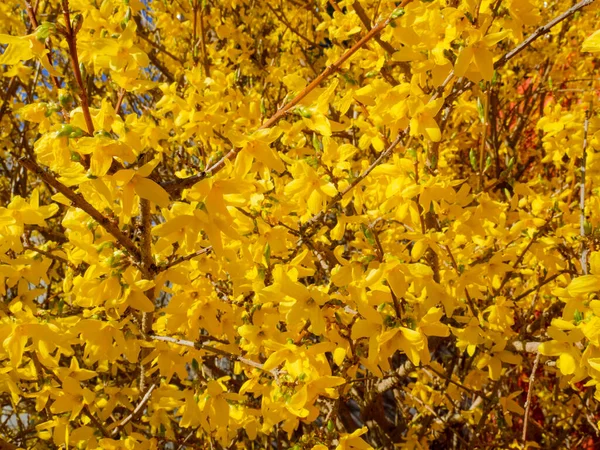 Forythia Koreana Con Hermosas Flores Amarillas Primavera — Foto de Stock