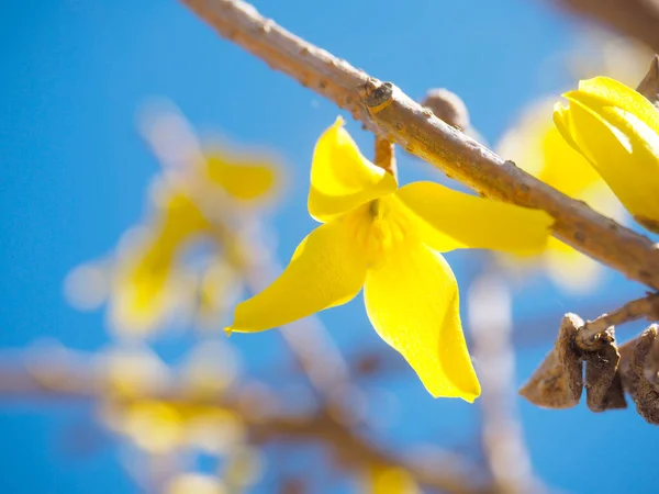 Forythia Koreana Com Flores Amarelas Beatiful Primavera Para Céu Azul — Fotografia de Stock