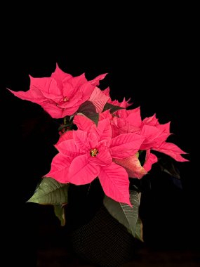 Poinsettia plant isolated towards black background 