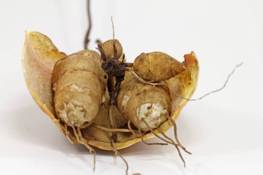 Kudüs enginar yumrusunun depolama kökü