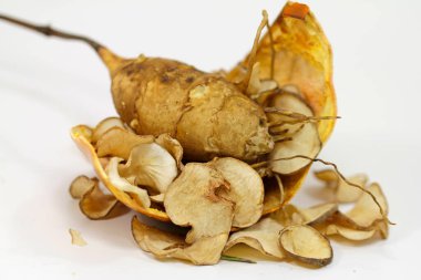 Kudüs enginar yumrusunun depolama kökü