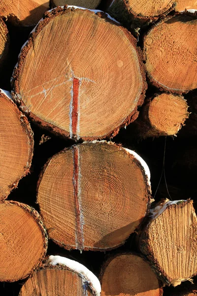 Reflorestamento Florestal Devido Alterações Climáticas Floresta Teutoburgo Perto Rio Prata — Fotografia de Stock