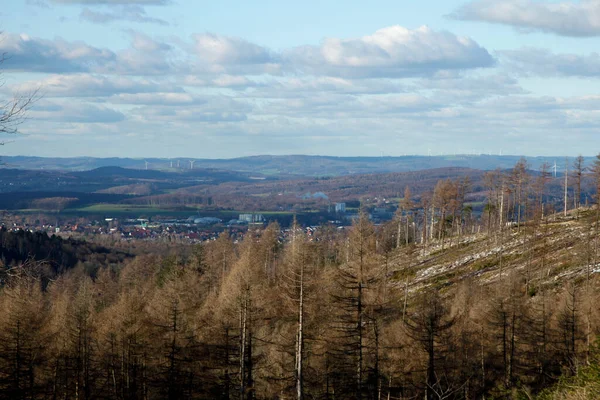Erdőpusztulás Éghajlatváltozás Következtében Teutoburgi Erdőben Ezüst Folyó Közelében — Stock Fotó