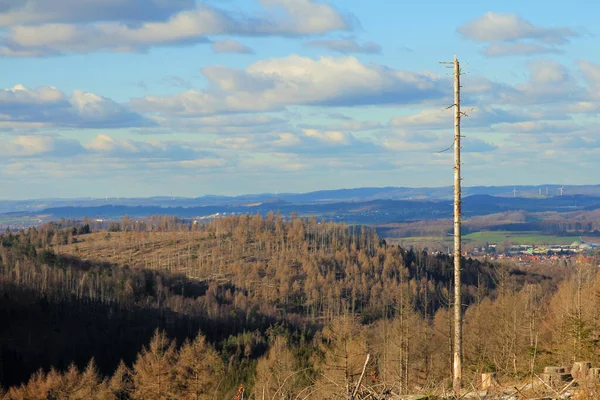 Lesní Zánik Důsledku Změny Klimatu Teutoburgickém Lese Poblíž Stříbrné Řeky — Stock fotografie