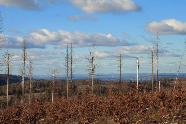 Ritorno Della Foresta Causa Del Cambiamento Climatico Nella Foresta Teutoburgo — Foto Stock