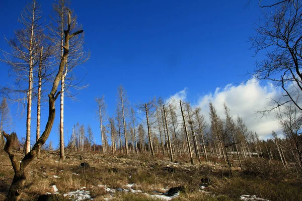 Ritorno Della Foresta Causa Del Cambiamento Climatico Nella Foresta Teutoburgo — Foto Stock