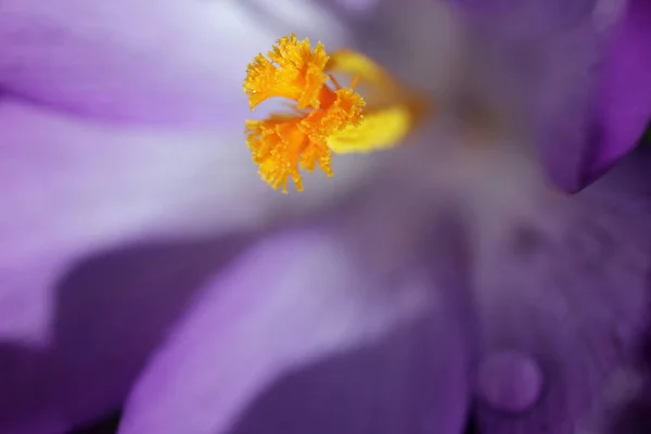 Фиолетовый Крокус Цветы Марте — стоковое фото
