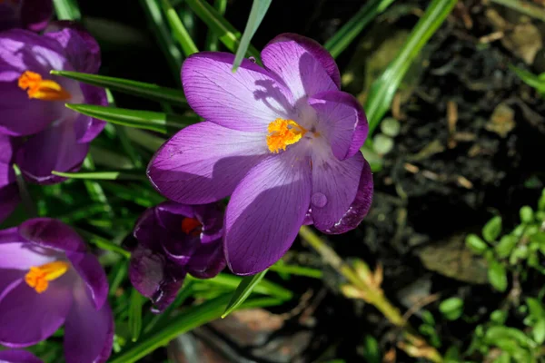 Flores Cocodrilo Púrpura Marzo — Foto de Stock