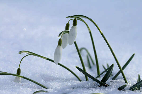 Snowdrops in the snow in the middle of march 