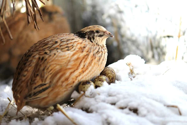 Japan Quail Laying Hens Snow Mid March Starts — Stock Photo, Image