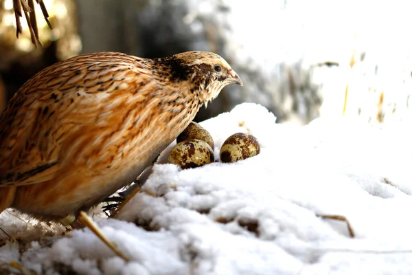 Japan Quail Laying Hens Snow Mid March Starts — Stock Photo, Image