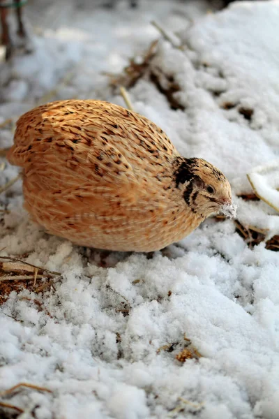Japan Quail Laying Hens Snow Mid March Starts — Stock Photo, Image