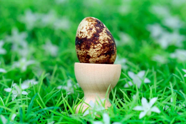 健康なウズラの卵の準備 — ストック写真