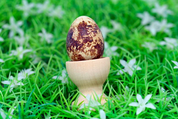 健康なウズラの卵の準備 — ストック写真