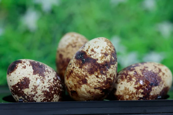 Sağlıklı Bıldırcın Yumurtalarının Hazırlanması — Stok fotoğraf
