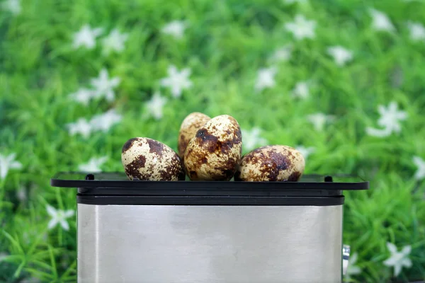 Preparação Ovos Codorna Saudáveis — Fotografia de Stock
