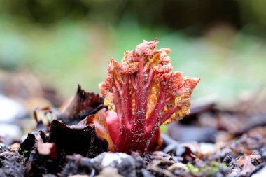 bahçe rhubarb ya da yaygın rhubarb (Rheum hybridum), yetiştirilmiş form