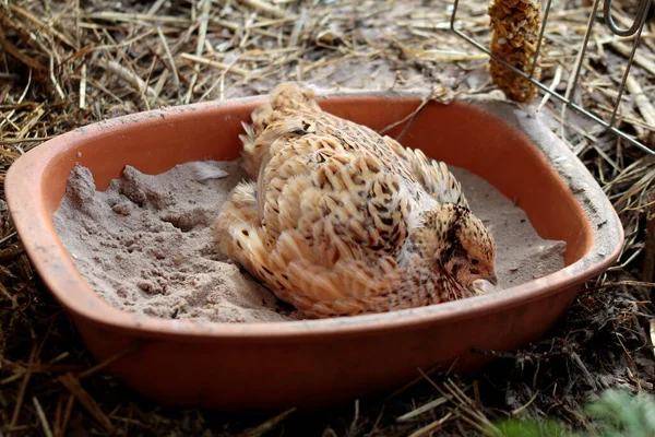 Ceramica Pentola Sabbia Bagno Giapponese Posa Quaglia Animali Felici Allevamenti — Foto Stock