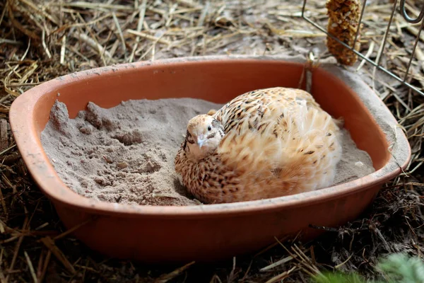 Ceramic Pot Sand Bathing Japanese Laying Quail Happy Animal Species — Stock Photo, Image