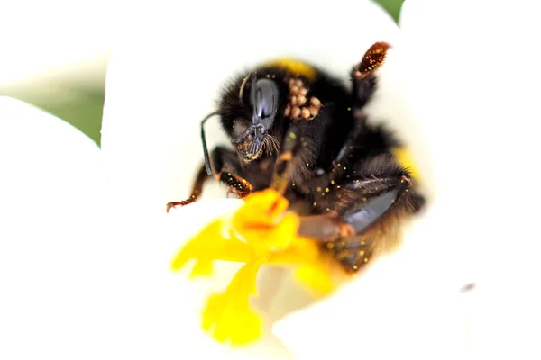 Bumblebee Ακανθώδη Μόλυνση Μέσα Ένα Λουλούδι Κρόκου — Φωτογραφία Αρχείου