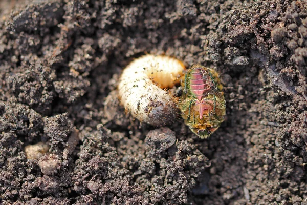Mudança Geração Besouro Rosa Falecido Larva Jovem Marcha — Fotografia de Stock
