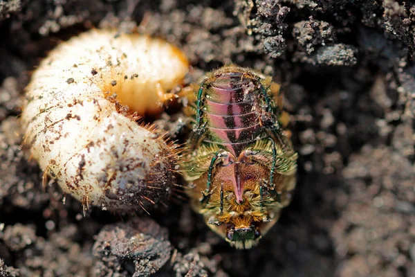 一代变化 已故的玫瑰甲虫和幼龄幼虫在3月份 — 图库照片