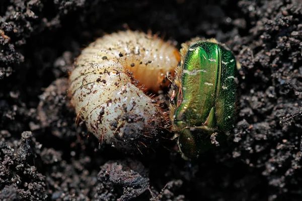 Nesil değişimi: ölmüş gül böceği ve Mart ayındaki genç larva